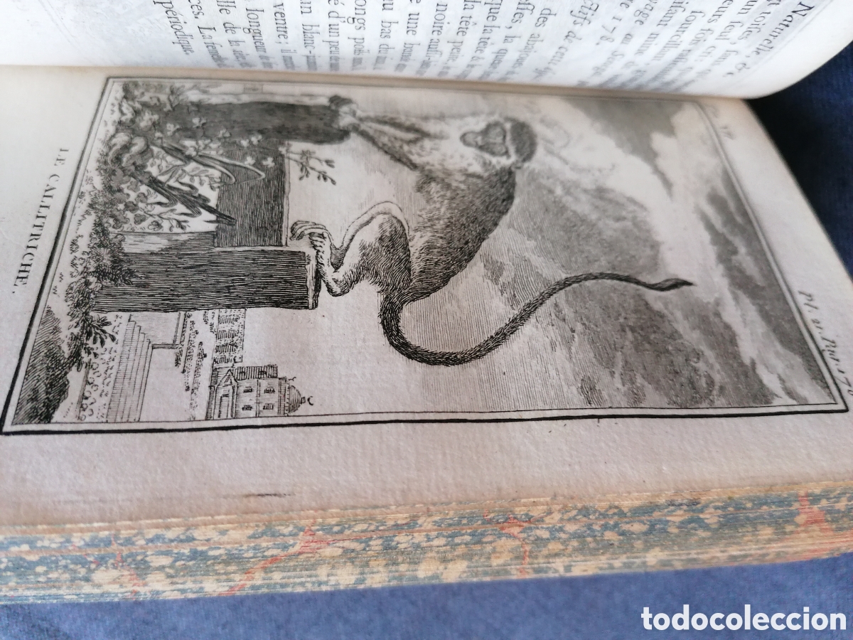 Libros antiguos: Histoire naturelle de Buffon 1770 - Foto 17