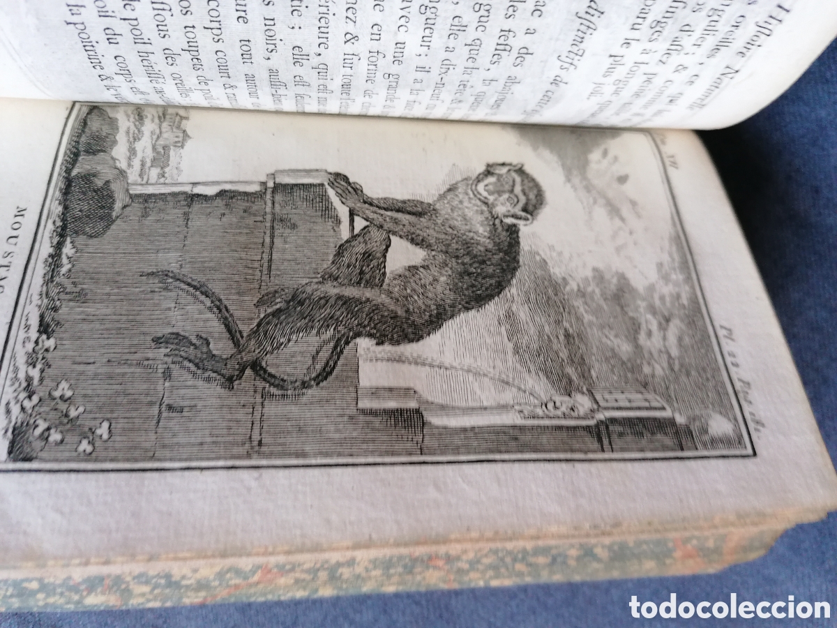Libros antiguos: Histoire naturelle de Buffon 1770 - Foto 18