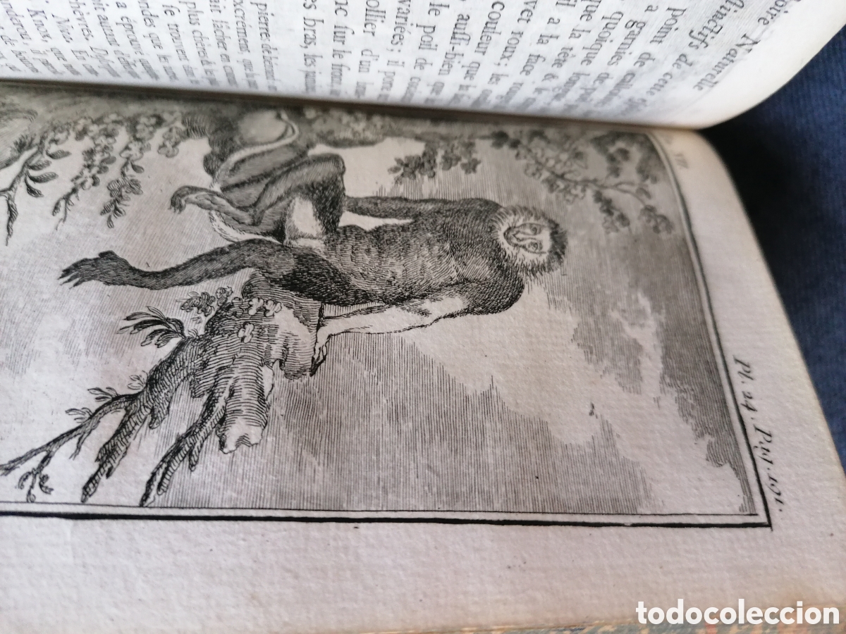 Libros antiguos: Histoire naturelle de Buffon 1770 - Foto 20