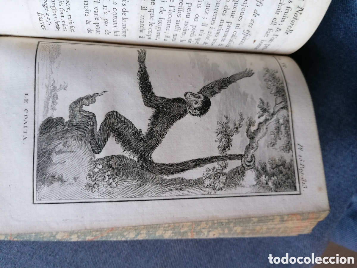 Libros antiguos: Histoire naturelle de Buffon 1770 - Foto 21