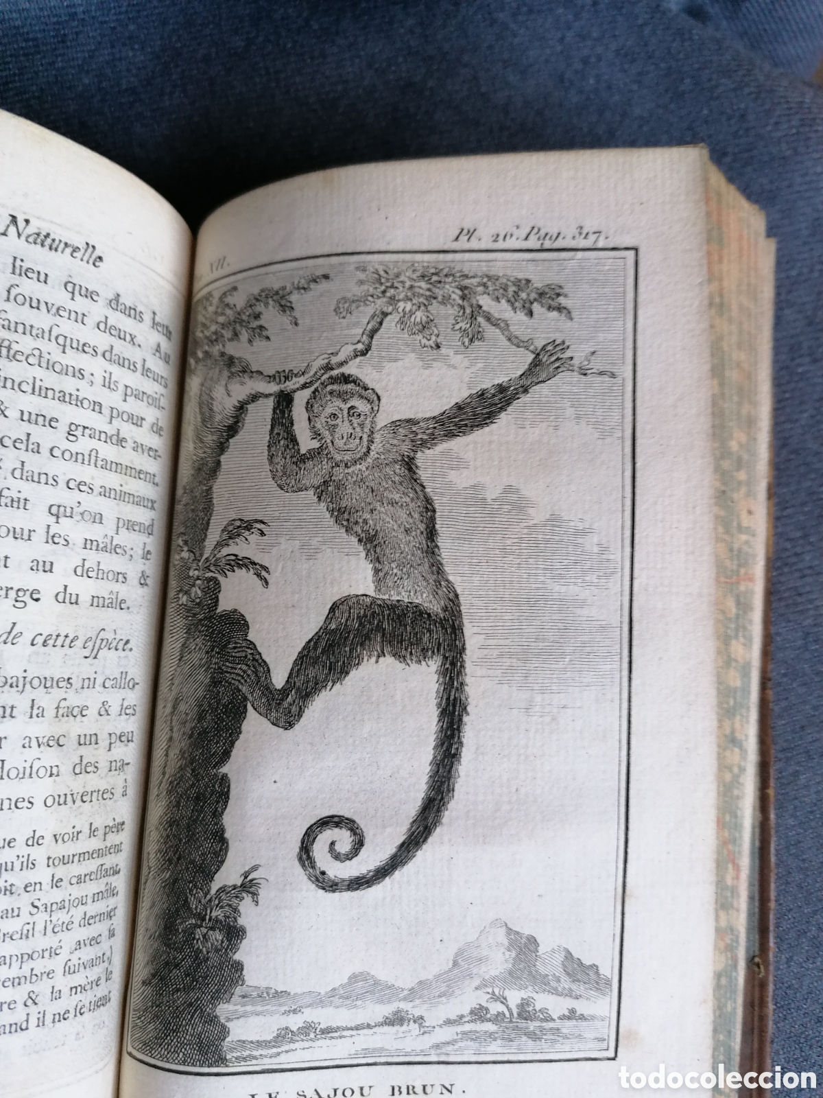 Libros antiguos: Histoire naturelle de Buffon 1770 - Foto 22