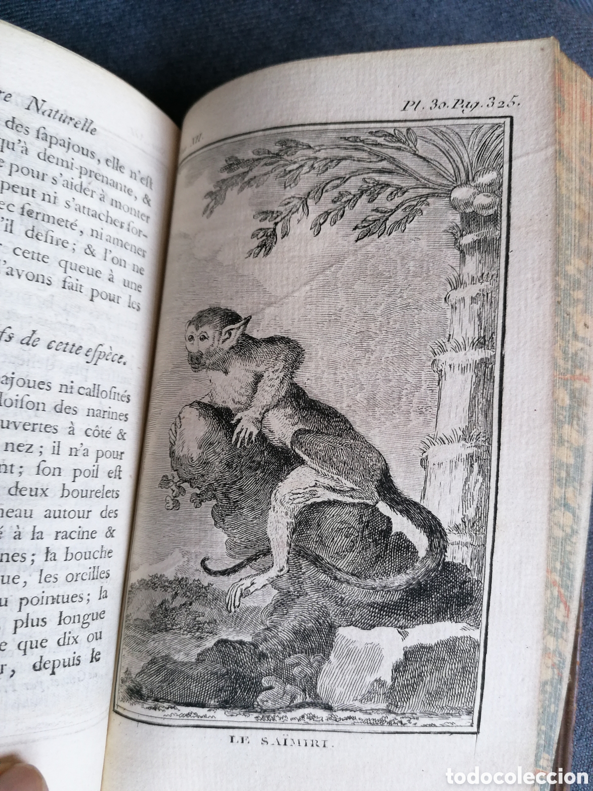 Libros antiguos: Histoire naturelle de Buffon 1770 - Foto 24