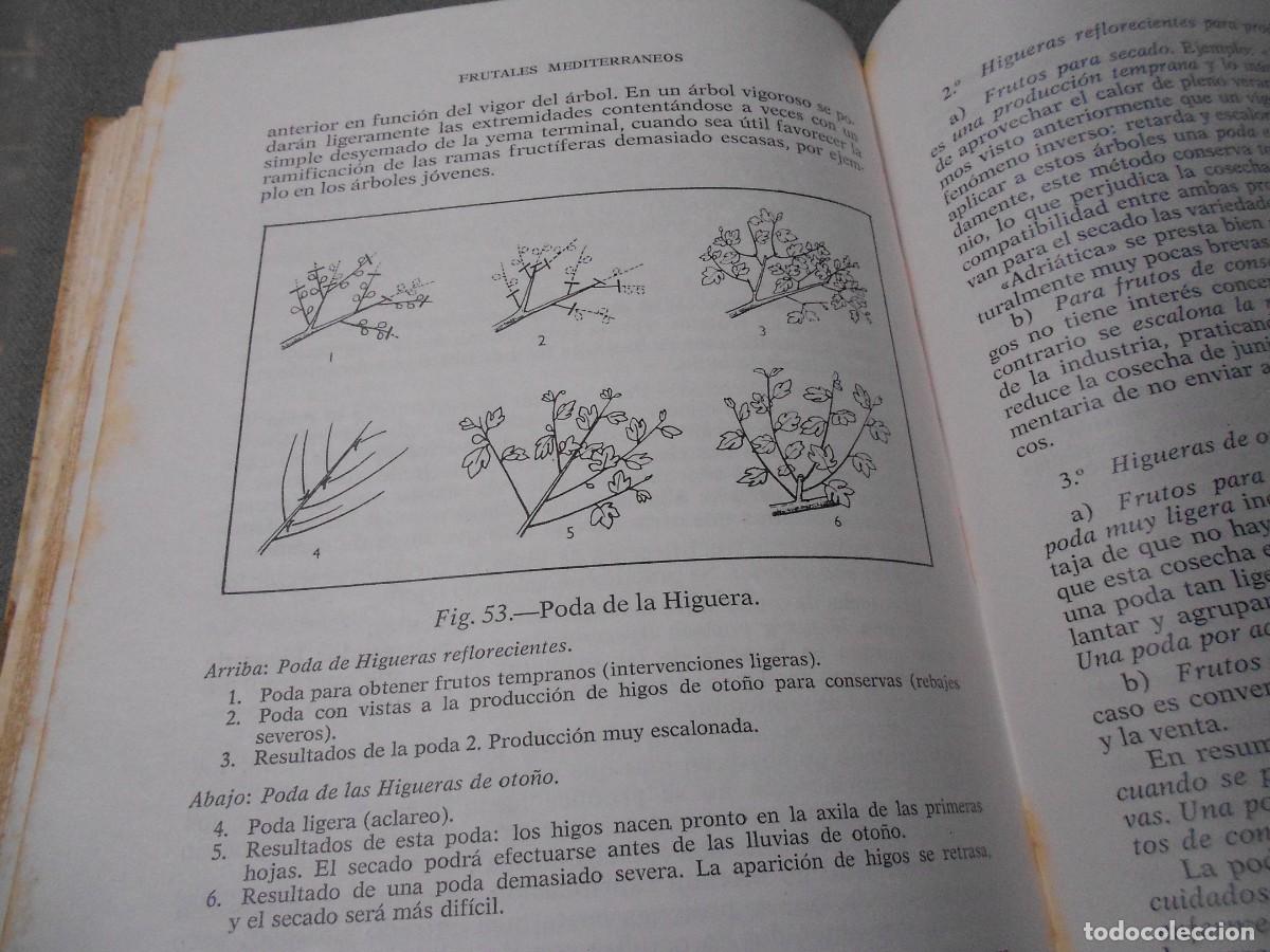 Libros antiguos: FRUTALES MEDITERRANEOS - Foto 6
