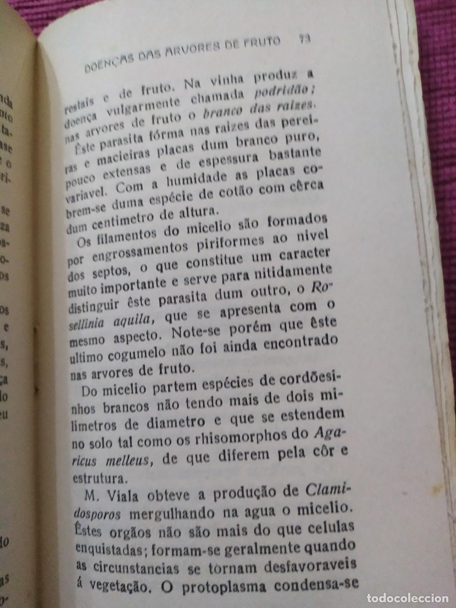 Libros antiguos: 1924. Doen&ccedil;as das arvores de fruto. Sirodot. - Foto 9