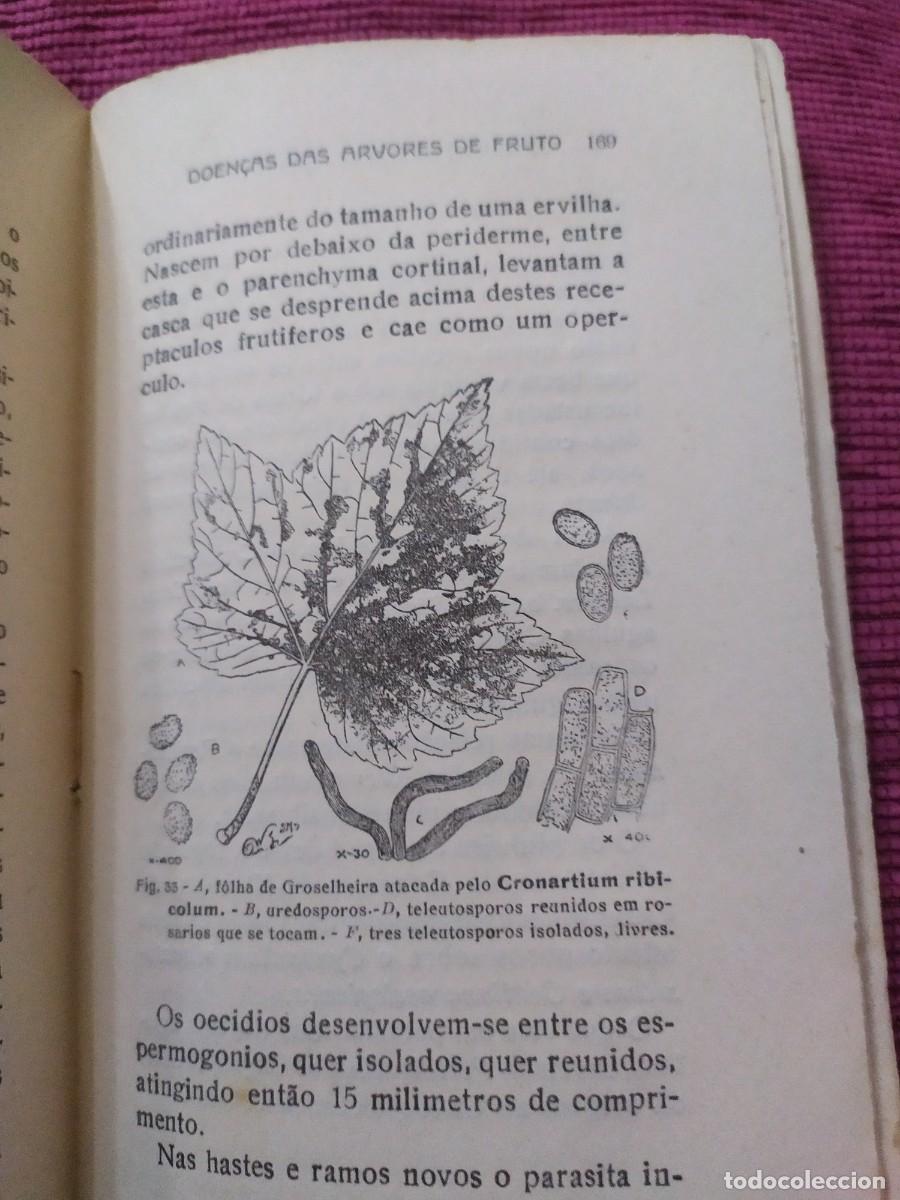 Libros antiguos: 1924. Doen&ccedil;as das arvores de fruto. Sirodot. - Foto 13