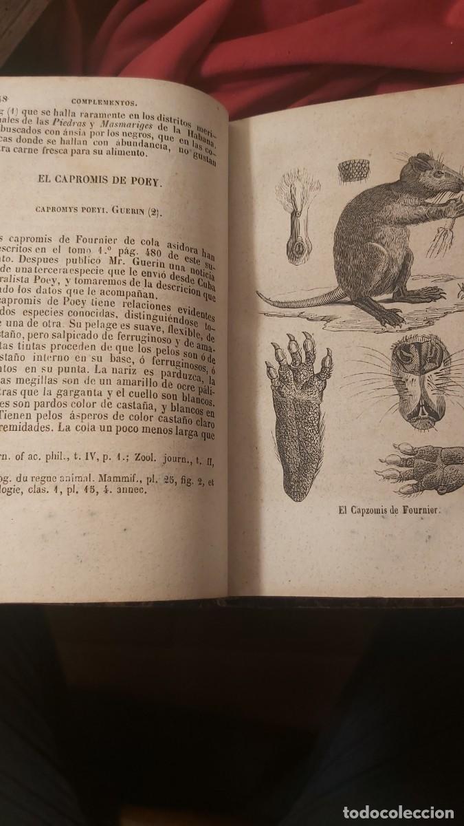 Libros antiguos: Buffon, tomo 23, complementos, de sus obras completas. - Foto 5