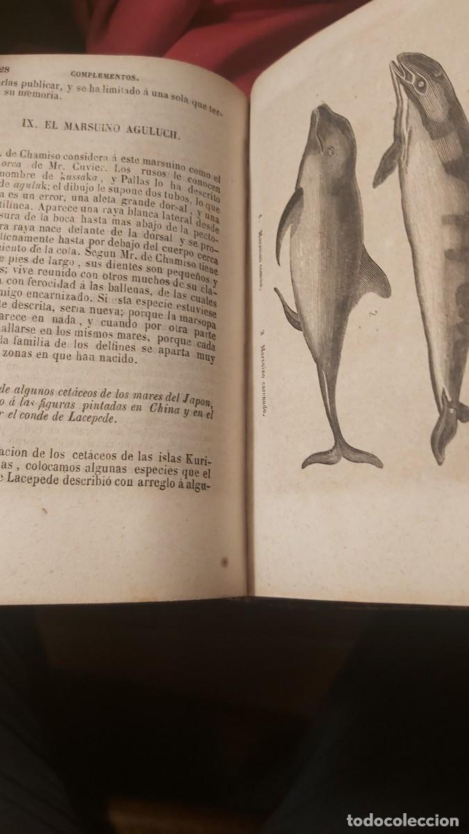 Libros antiguos: Buffon, tomo 23, complementos, de sus obras completas. - Foto 6