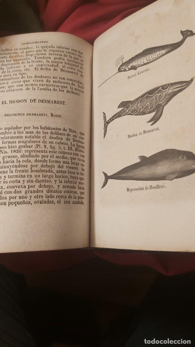 Libros antiguos: Buffon, tomo 23, complementos, de sus obras completas. - Foto 7