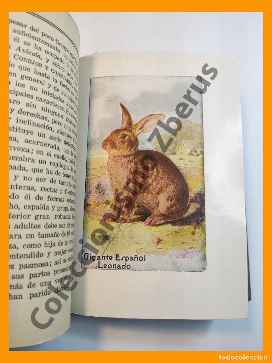 Libros antiguos: Conejos y Conejares - Ramon J. Crespo - Foto 4