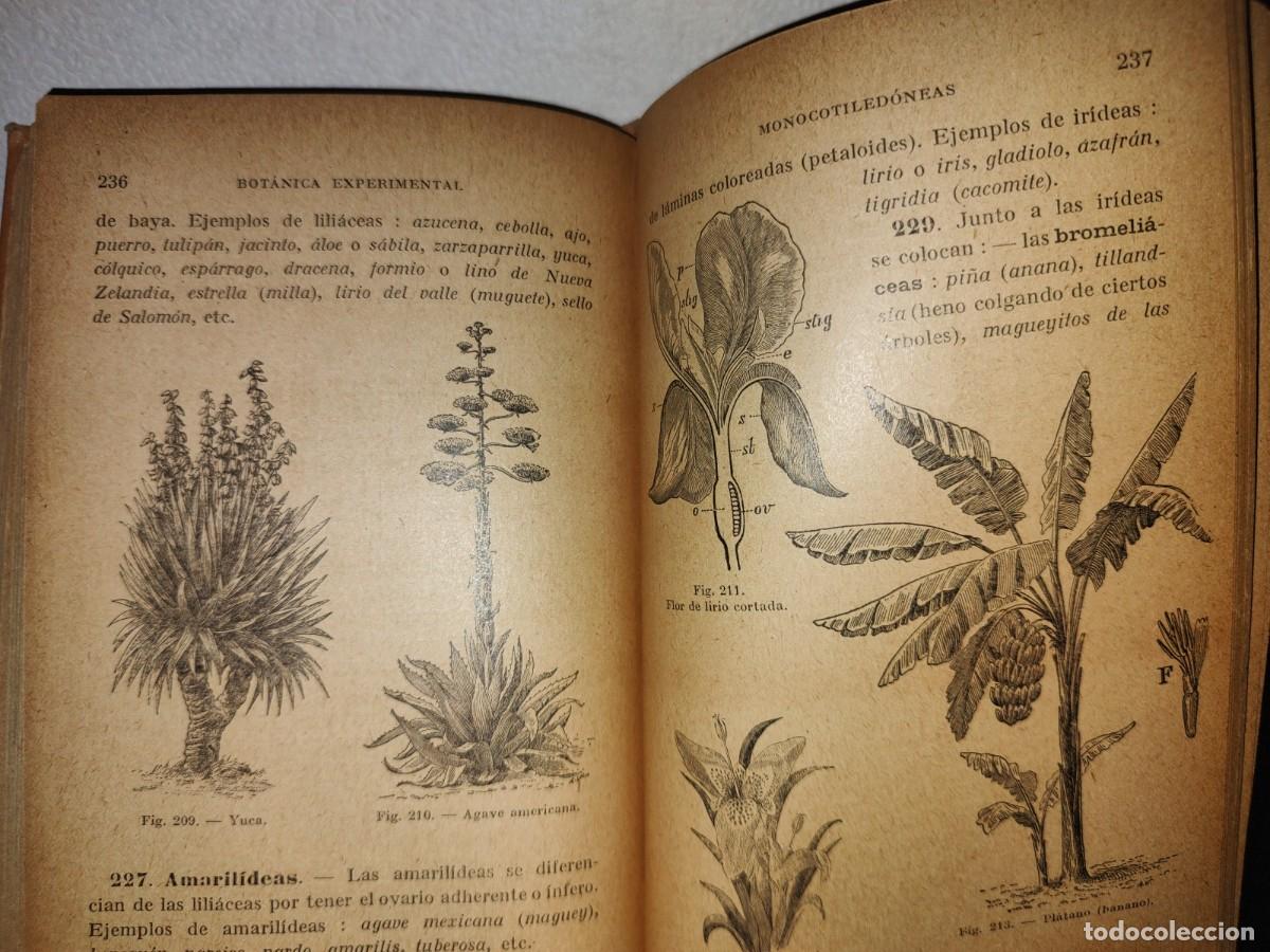 Libros antiguos: 59- BOT&Aacute;NICA EXPERIMENTAL G. M. BRU&Ntilde;O - 1922 - Foto 10