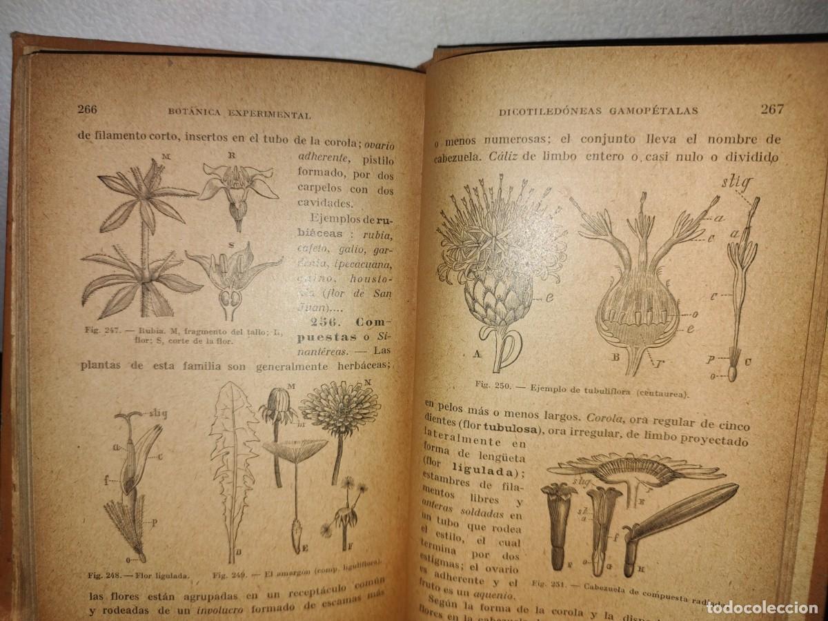 Libros antiguos: 59- BOT&Aacute;NICA EXPERIMENTAL G. M. BRU&Ntilde;O - 1922 - Foto 11