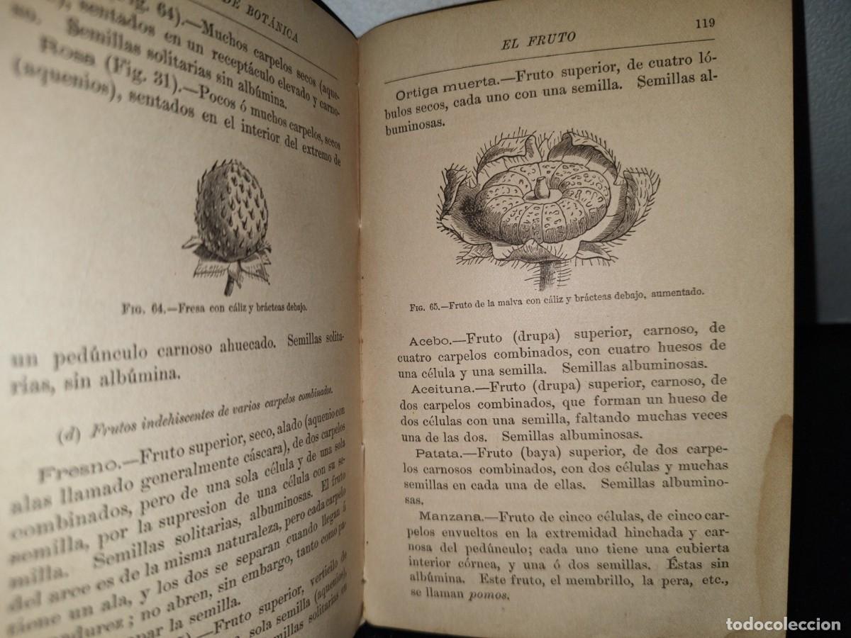 Libros antiguos: 65- NOCIONES DE BOT&Aacute;NICA - J. D. HOOKER - 1881 - Foto 6