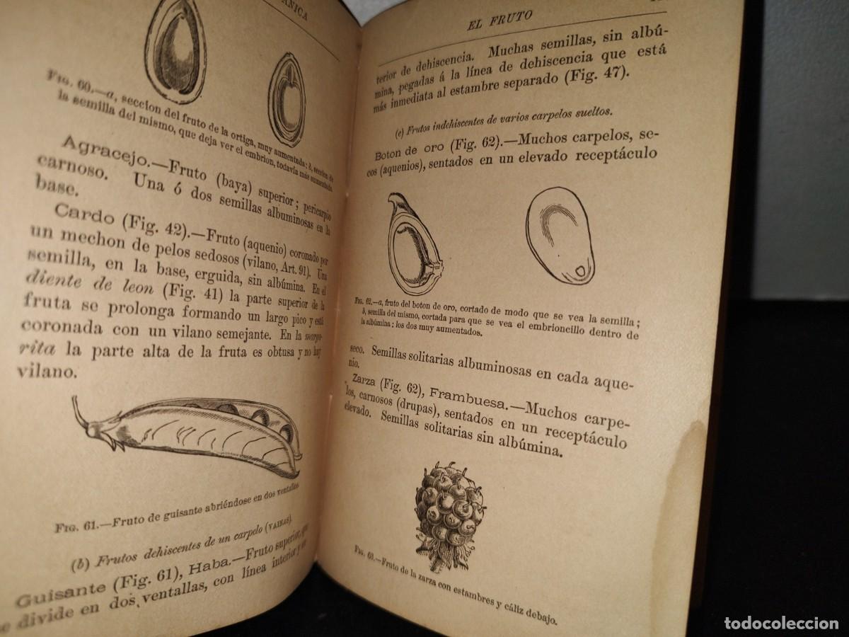 Libros antiguos: 65- NOCIONES DE BOT&Aacute;NICA - J. D. HOOKER - 1881 - Foto 7