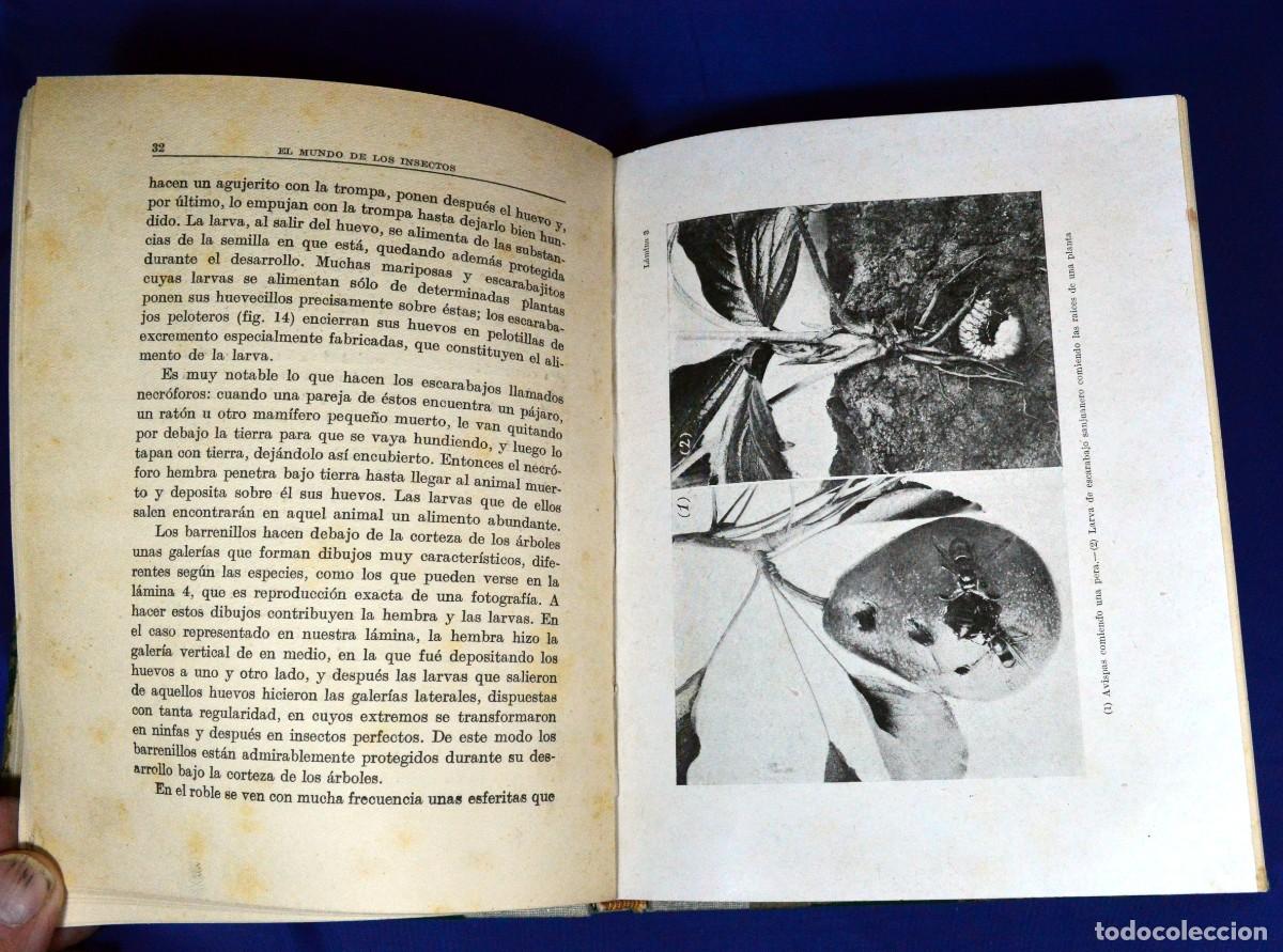 Libros antiguos: El mundo de los INSECTOS - Foto 3