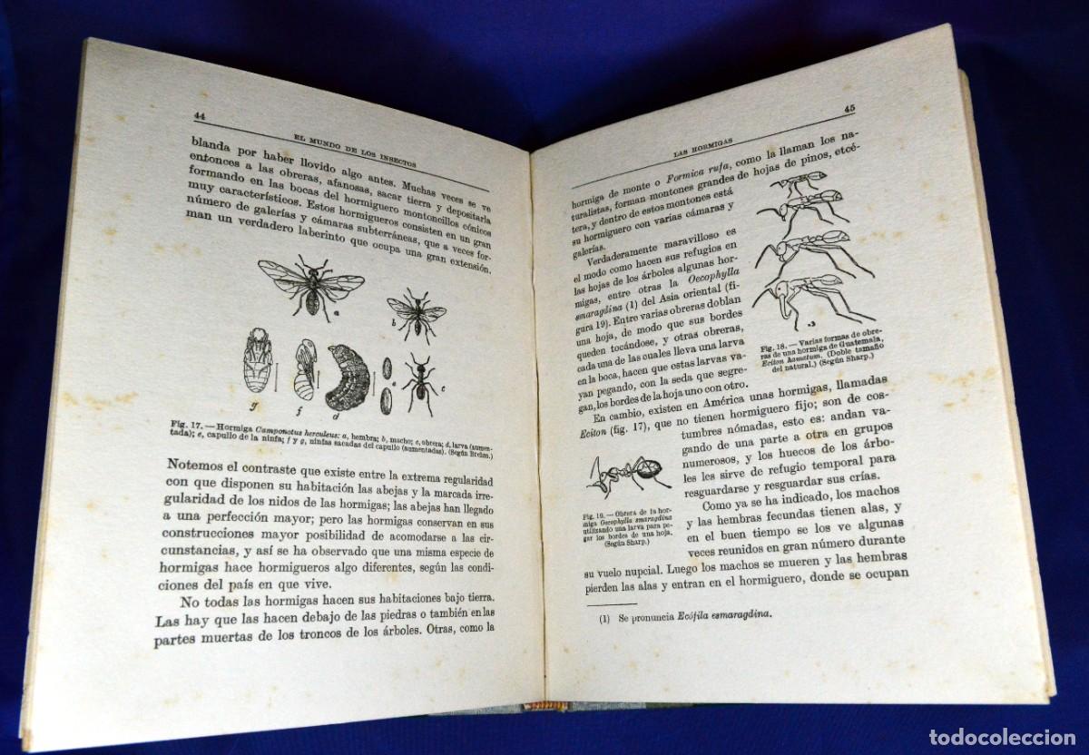Libros antiguos: El mundo de los INSECTOS - Foto 5