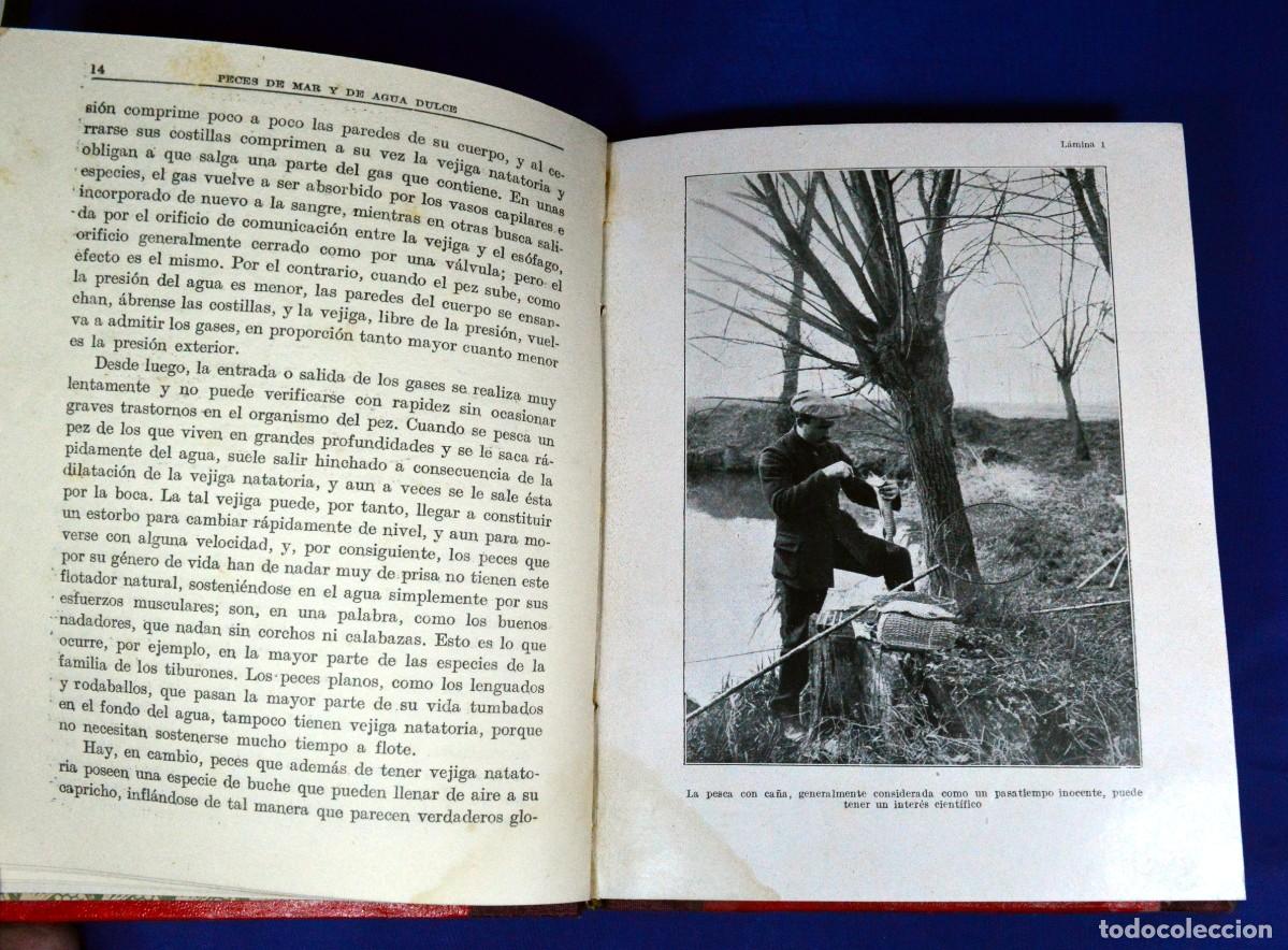 Libros antiguos: PECES de MAR y de AGUA DULCE - Foto 3
