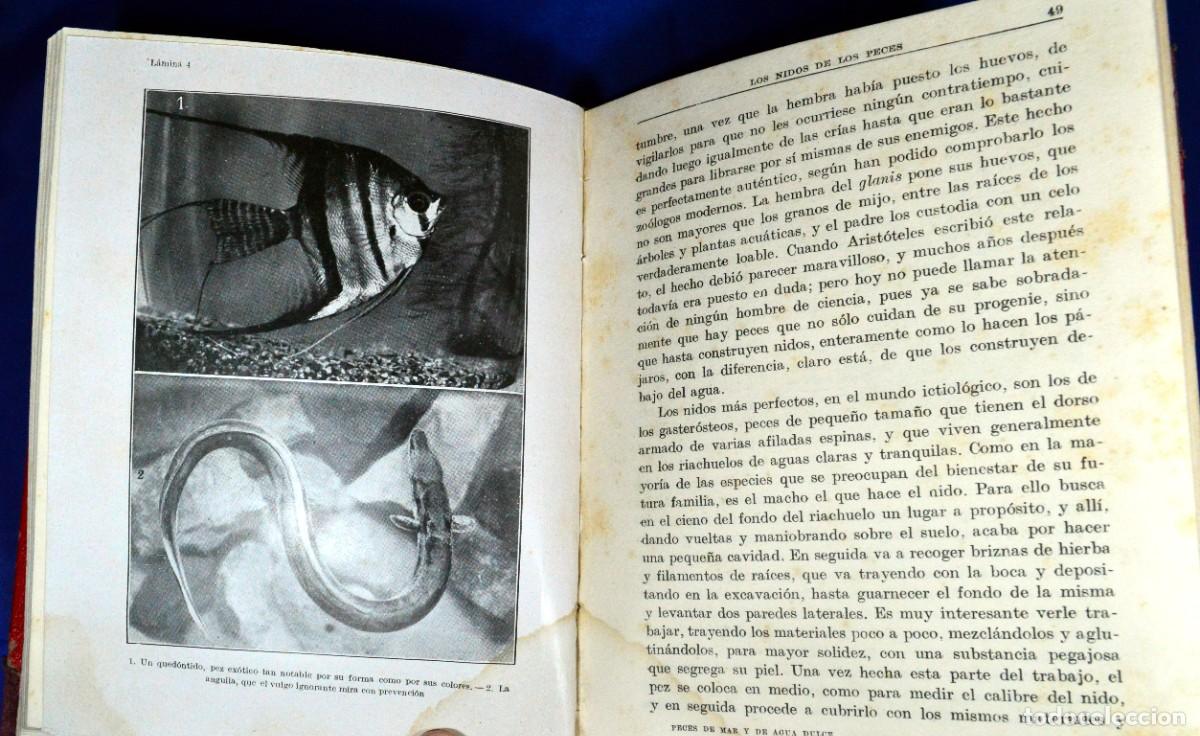 Libros antiguos: PECES de MAR y de AGUA DULCE - Foto 4