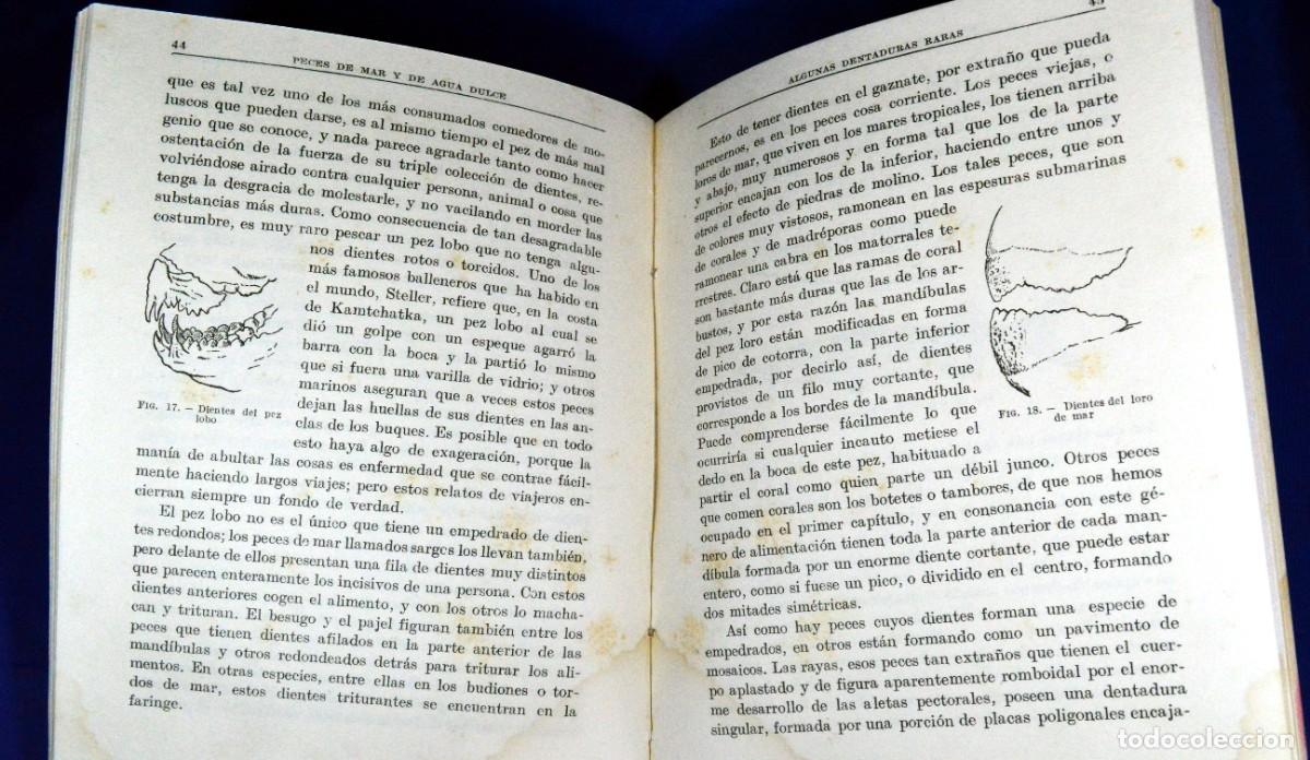 Libros antiguos: PECES de MAR y de AGUA DULCE - Foto 5