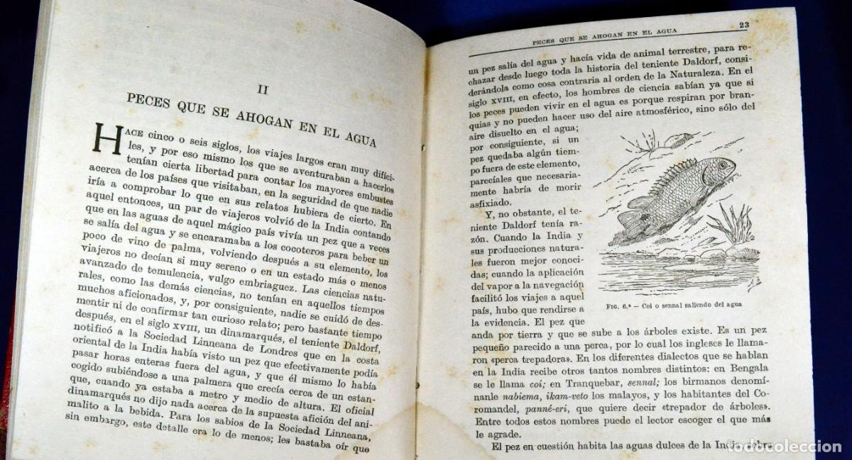 Libros antiguos: PECES de MAR y de AGUA DULCE - Foto 6