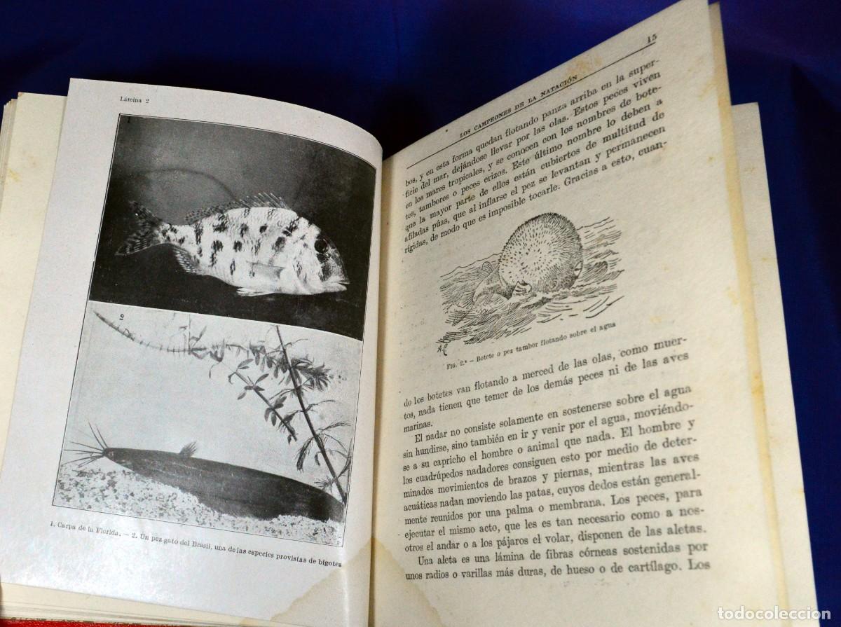 Libros antiguos: PECES de MAR y de AGUA DULCE - Foto 7