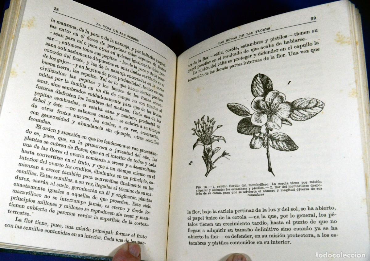Libros antiguos: La vida de las PLANTAS y La vida de las FLORES - Foto 9