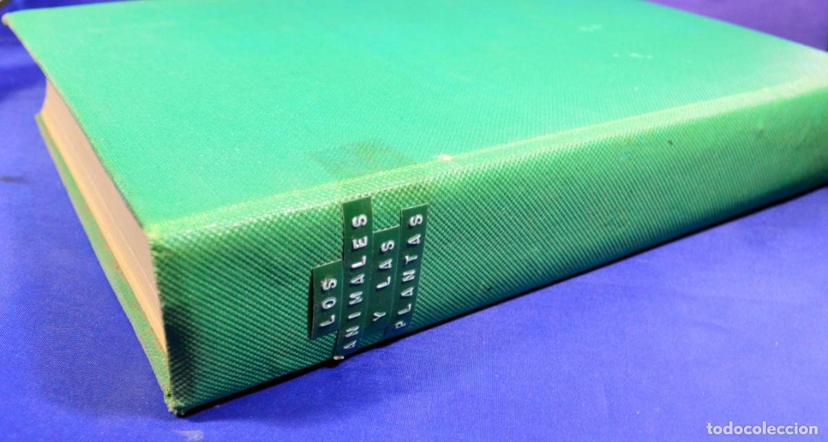 Libros antiguos: HISTORIA NATURAL DE LA CREACI&Oacute;N - Foto 2
