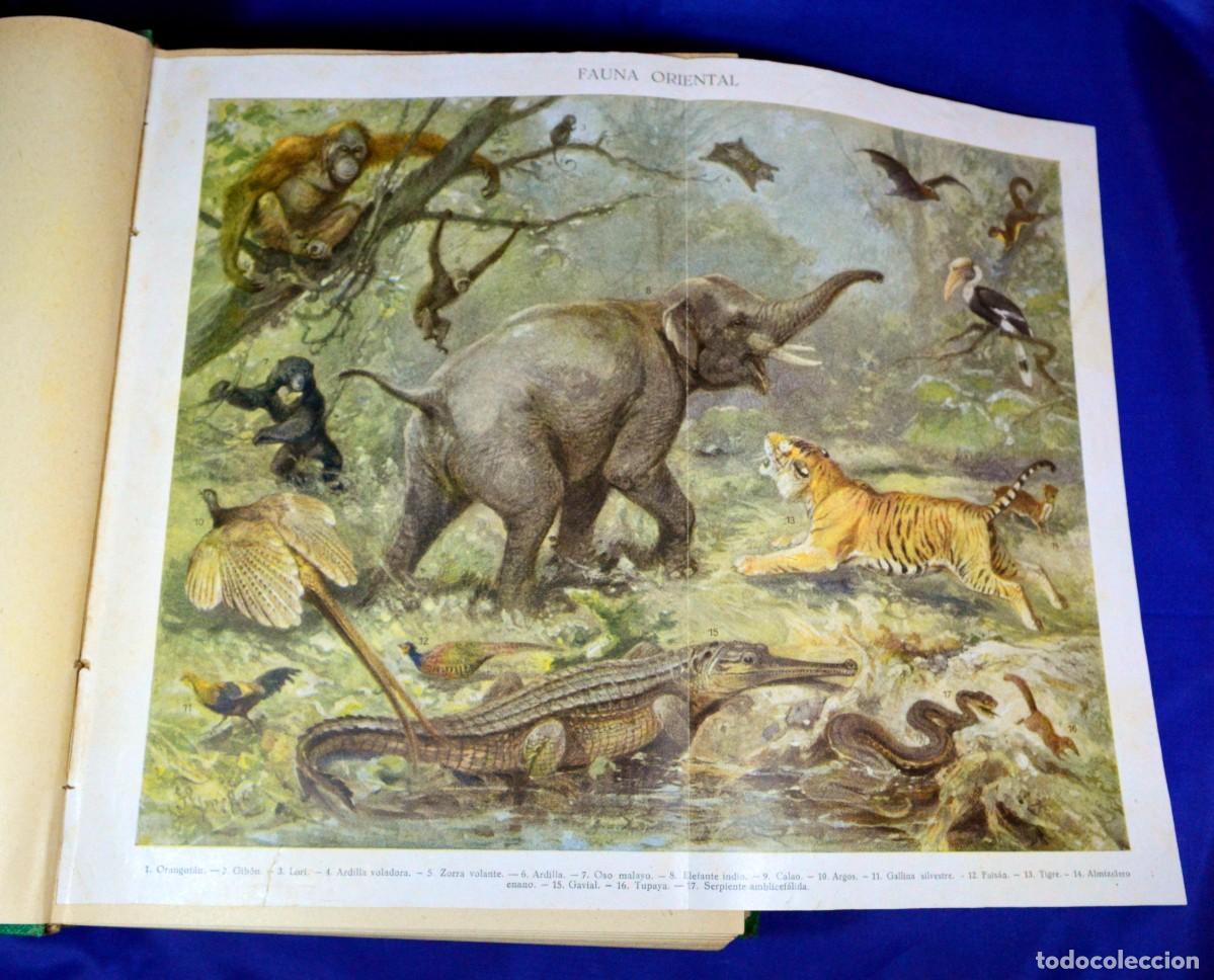 Libros antiguos: HISTORIA NATURAL DE LA CREACI&Oacute;N - Foto 3