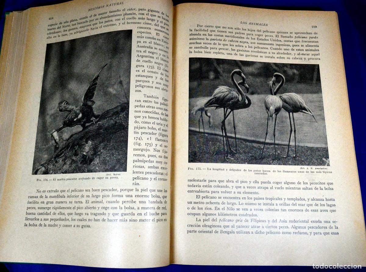 Libros antiguos: HISTORIA NATURAL DE LA CREACI&Oacute;N - Foto 5