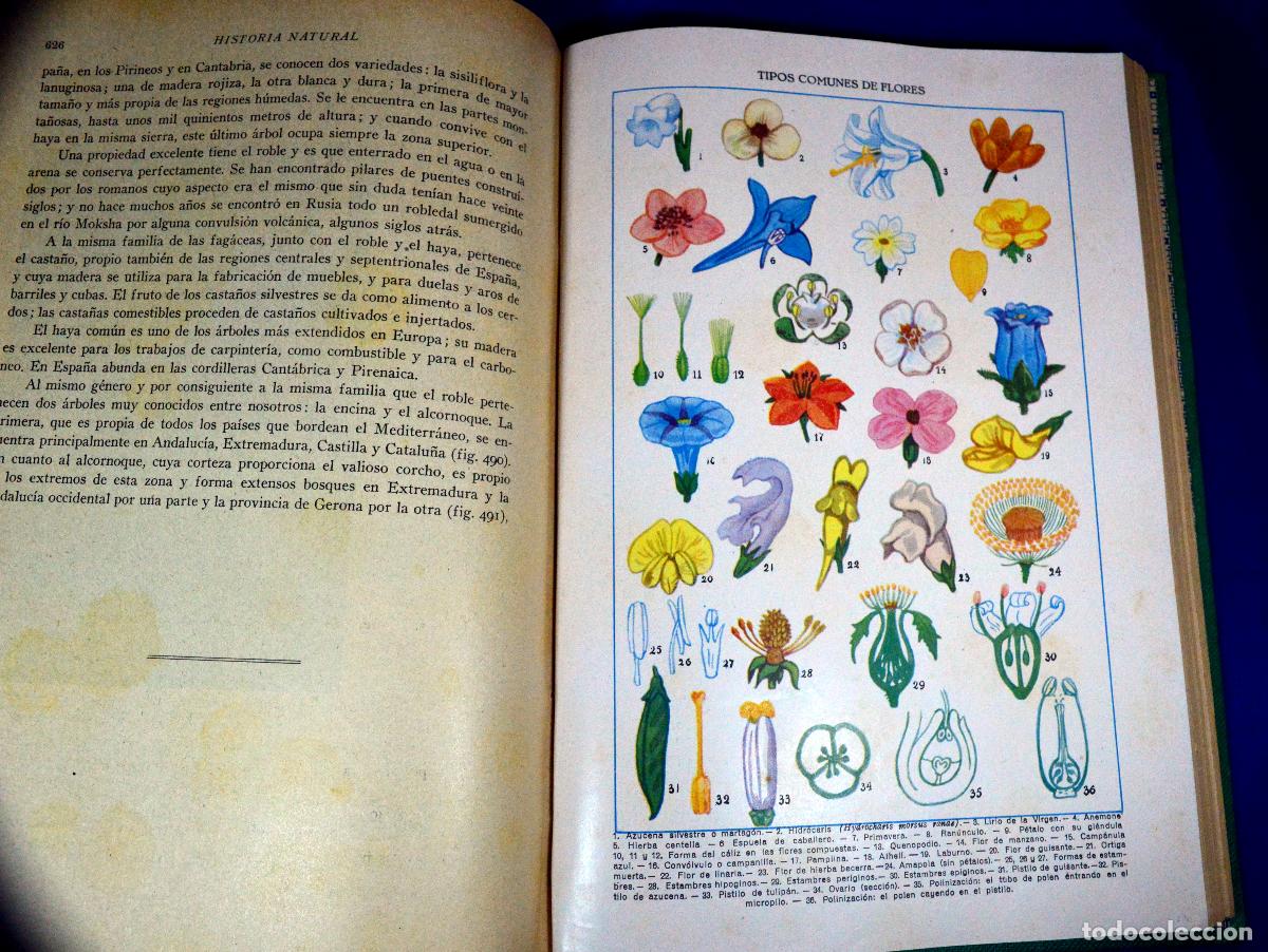 Libros antiguos: HISTORIA NATURAL DE LA CREACI&Oacute;N - Foto 12