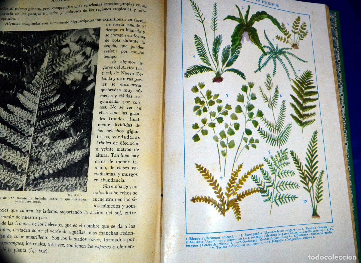 Libros antiguos: HISTORIA NATURAL DE LA CREACI&Oacute;N - Foto 15