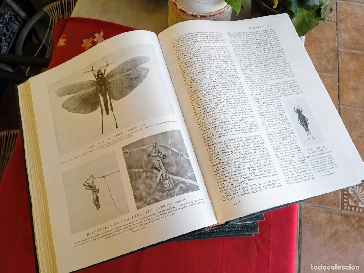 Libros antiguos: Libros antiguos de historia natural - Foto 4