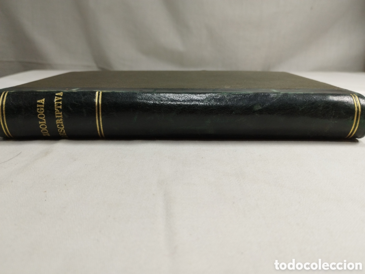 Libros antiguos: Zoolog&iacute;a descriptiva KKB - Foto 2