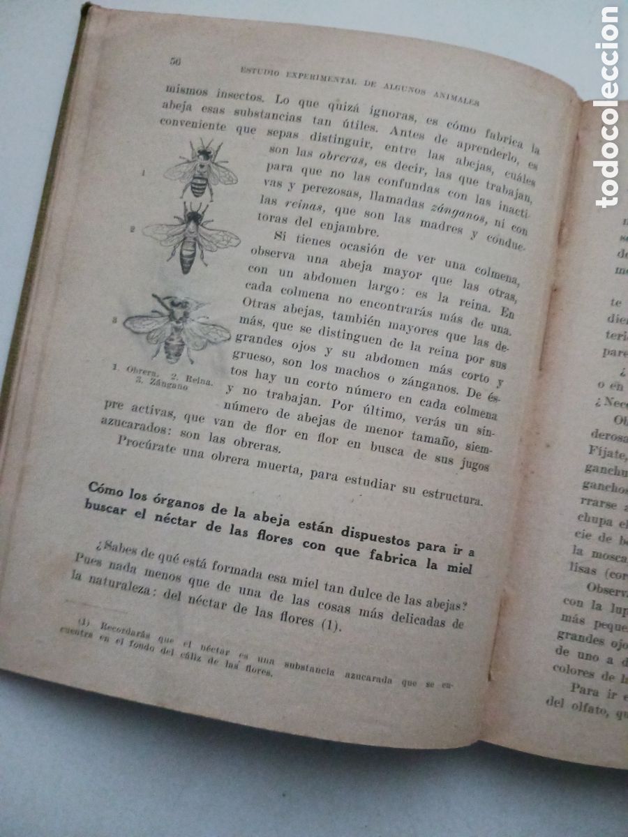 Libros antiguos: Estudio experimental de algunos animales 1930 - Foto 5