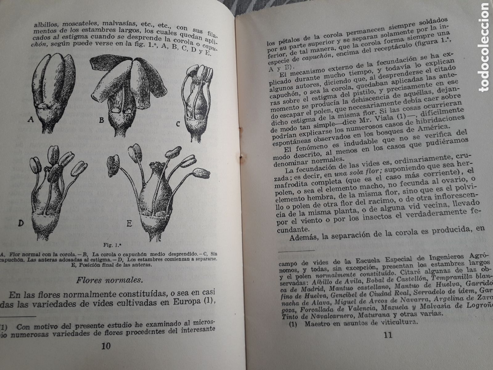 Libros antiguos: ESTERILIDAD DE LAS FLORES, LEANDRO NAVARRO, - Foto 4