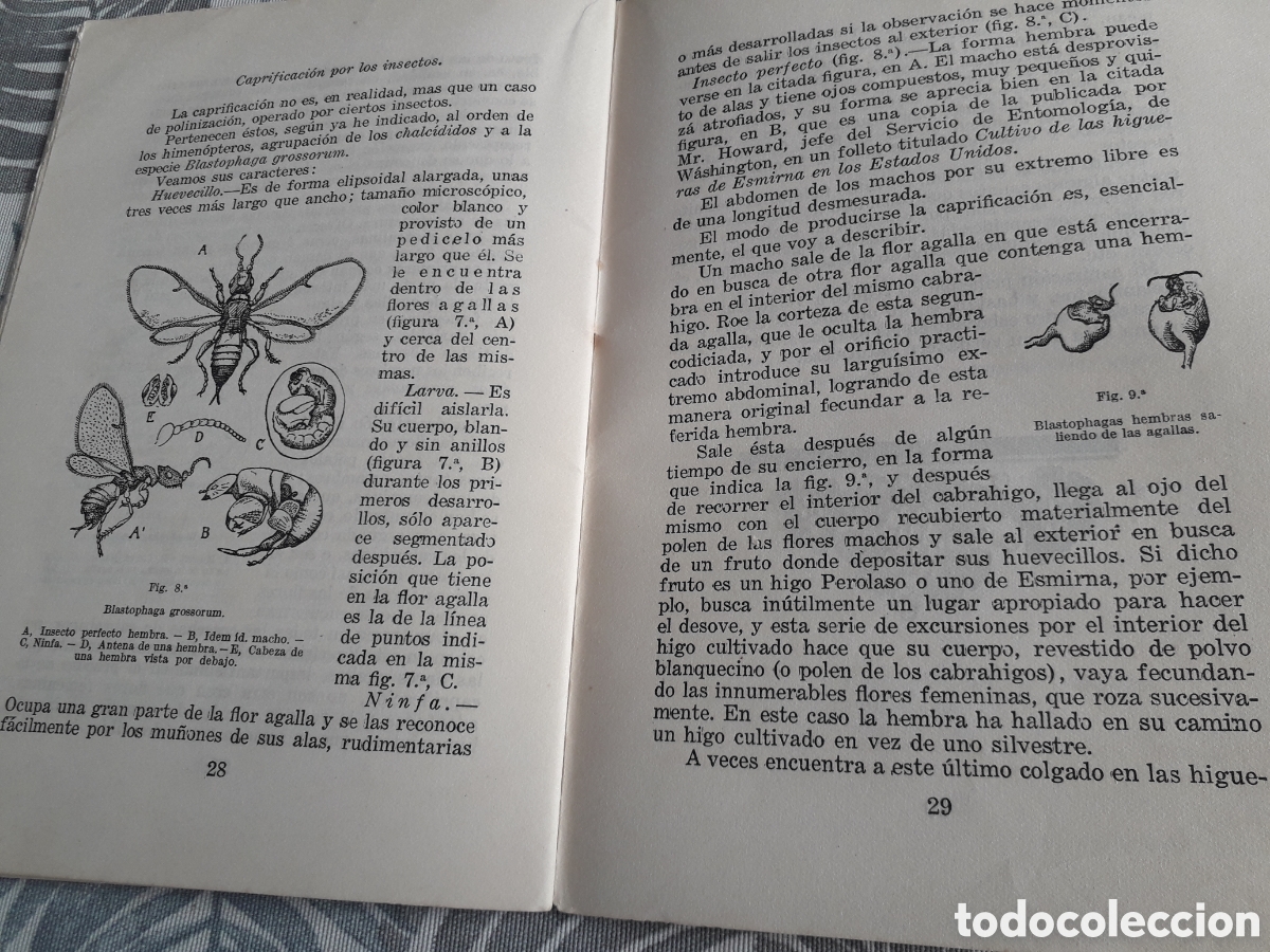 Libros antiguos: ESTERILIDAD DE LAS FLORES, LEANDRO NAVARRO, - Foto 5