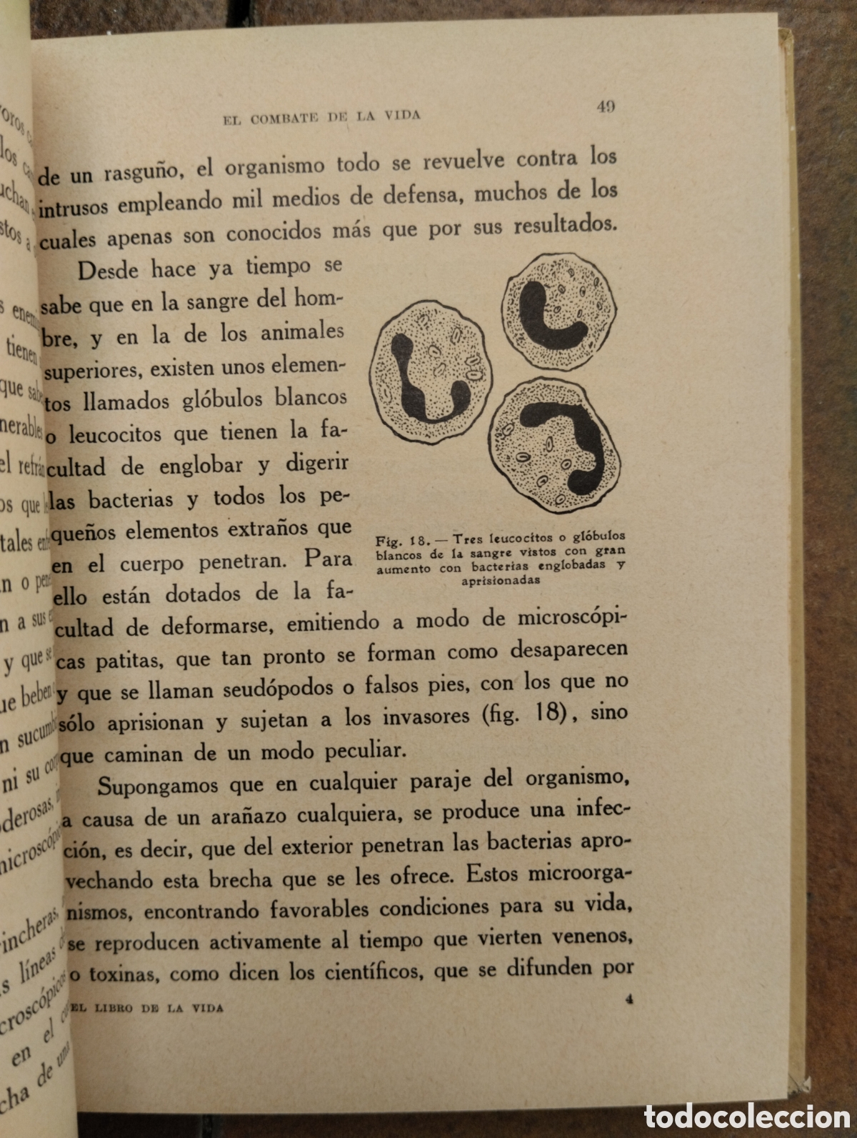 Libros antiguos: El Libro de la Vida, Enrique Rioja - Foto 4