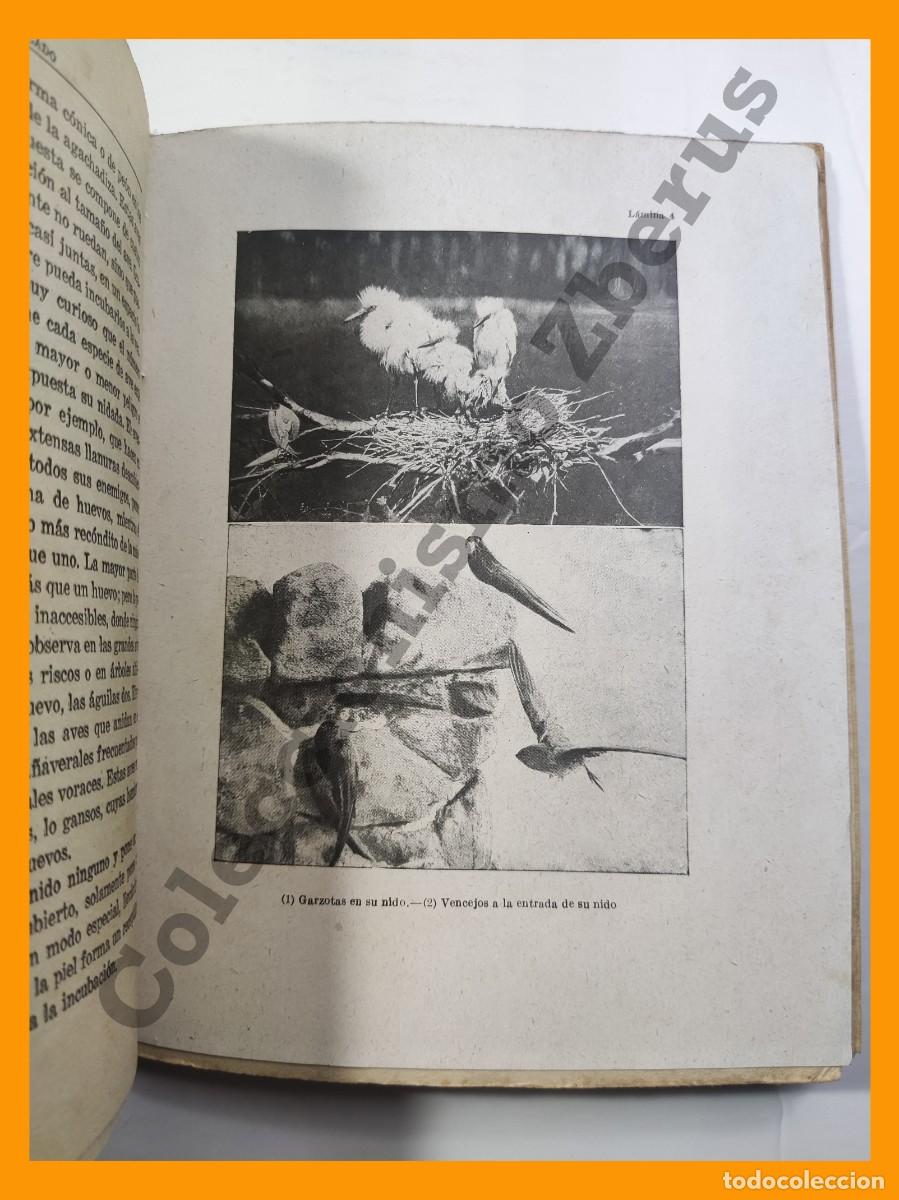 Libros antiguos: El Mundo Alado - Angel Cabrera - Foto 3