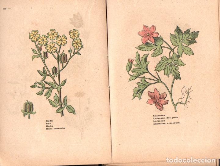 Libros antiguos: BARB&Eacute; : PLANTAS MEDICINALES (ORTEGA, 1918) - Foto 2