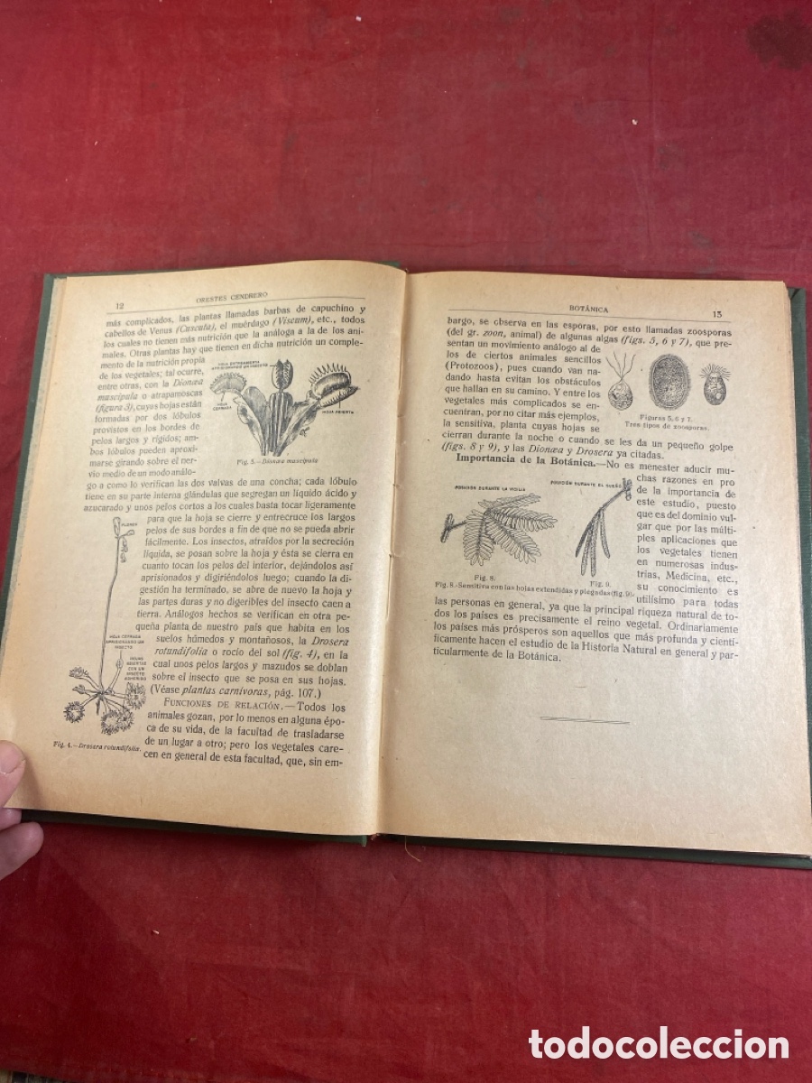 Libros antiguos: CURSO ELEMENTAL DE HISTORIA NATURAL BOT&Aacute;NICA - Foto 4