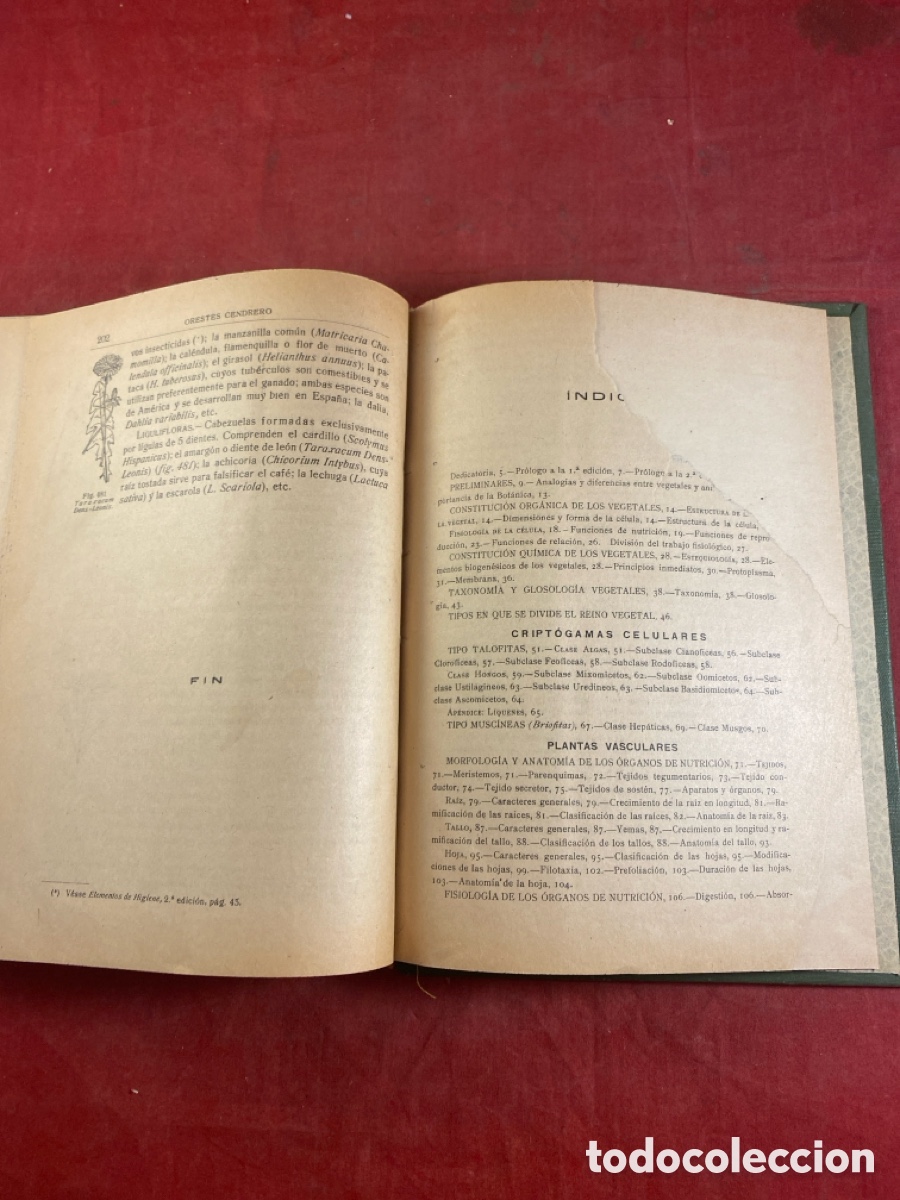 Libros antiguos: CURSO ELEMENTAL DE HISTORIA NATURAL BOT&Aacute;NICA - Foto 5