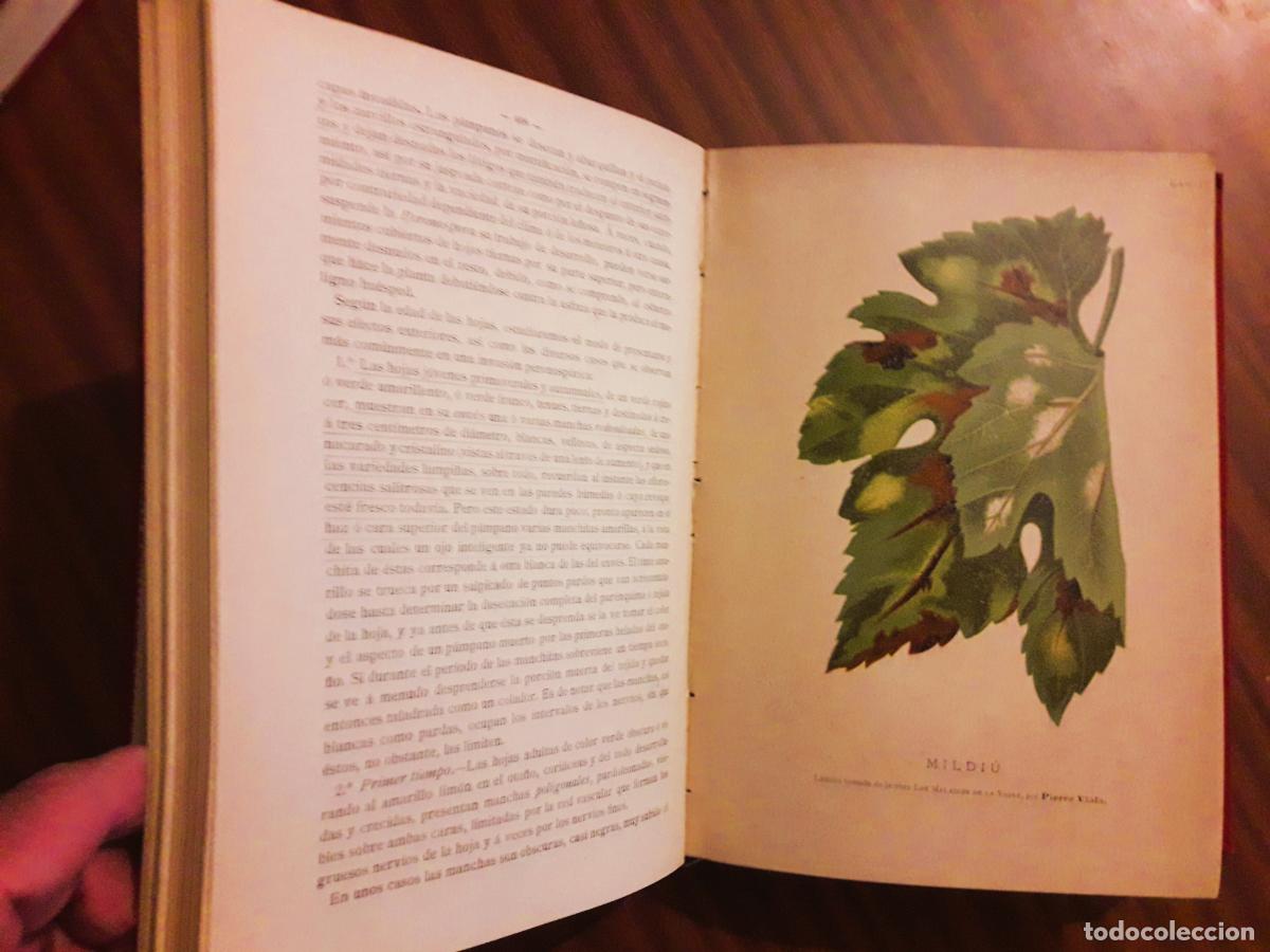 Libros antiguos: 1893. Insectos y Cript&oacute;gamas, que invaden los cultivos en Espa&ntilde;a - Foto 3