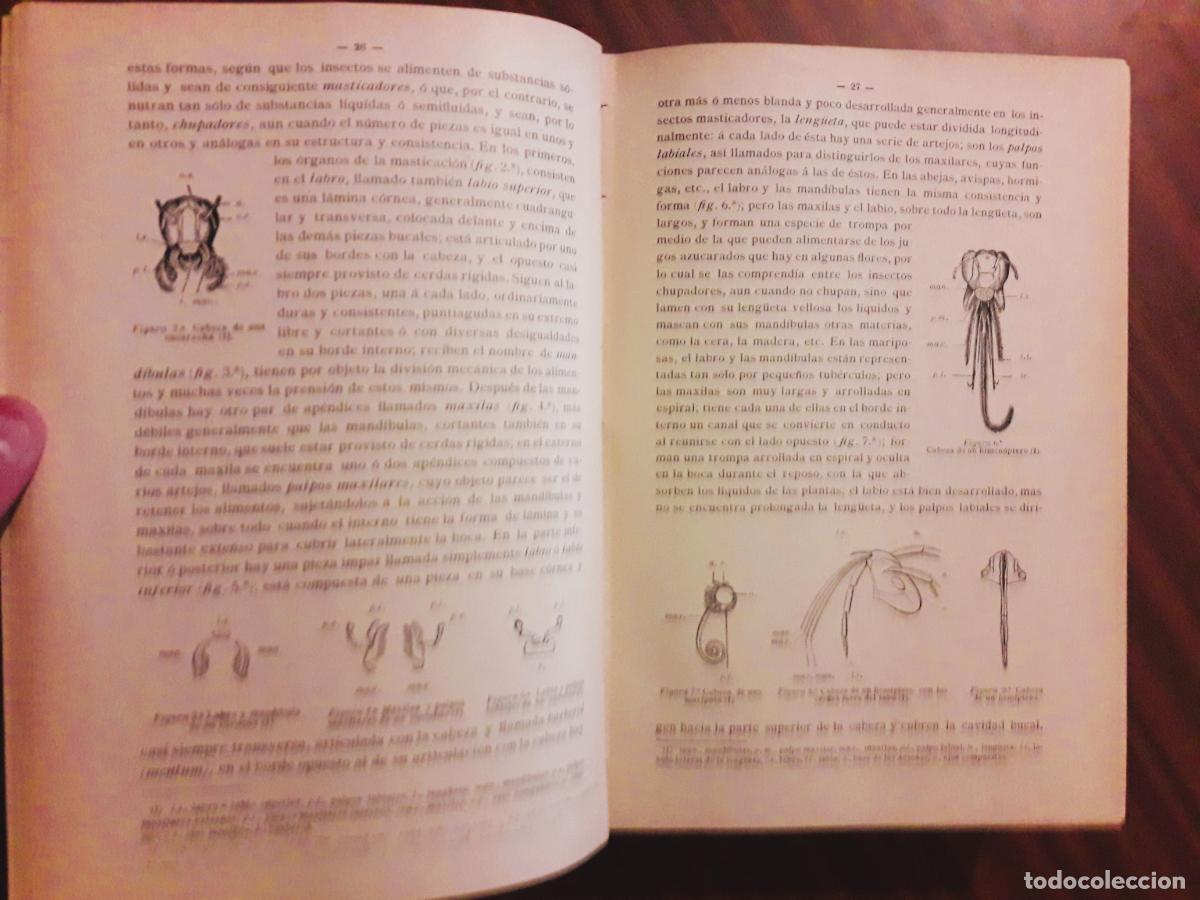 Libros antiguos: 1893. Insectos y Cript&oacute;gamas, que invaden los cultivos en Espa&ntilde;a - Foto 4
