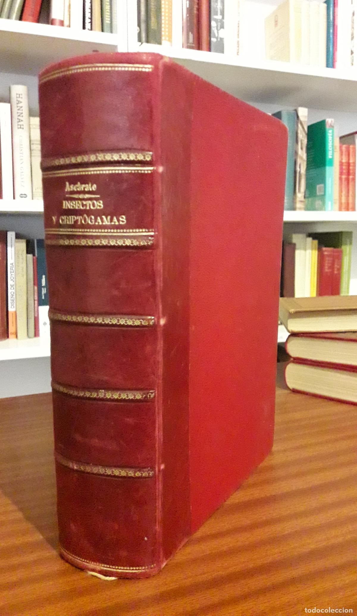 Libros antiguos: 1893. Insectos y Cript&oacute;gamas, que invaden los cultivos en Espa&ntilde;a - Foto 1