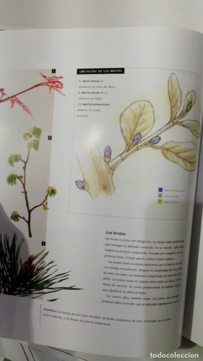 Libros antiguos: MANUAL DEL BONSAI (edit Blume)1 - Foto 3