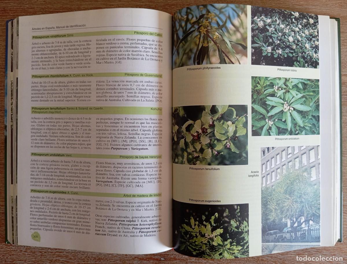 Libros antiguos: ARBOLES EN ESPA&Ntilde;A MANUAL DE IDENTIFICACION - LOPEZ LILLO - Foto 2