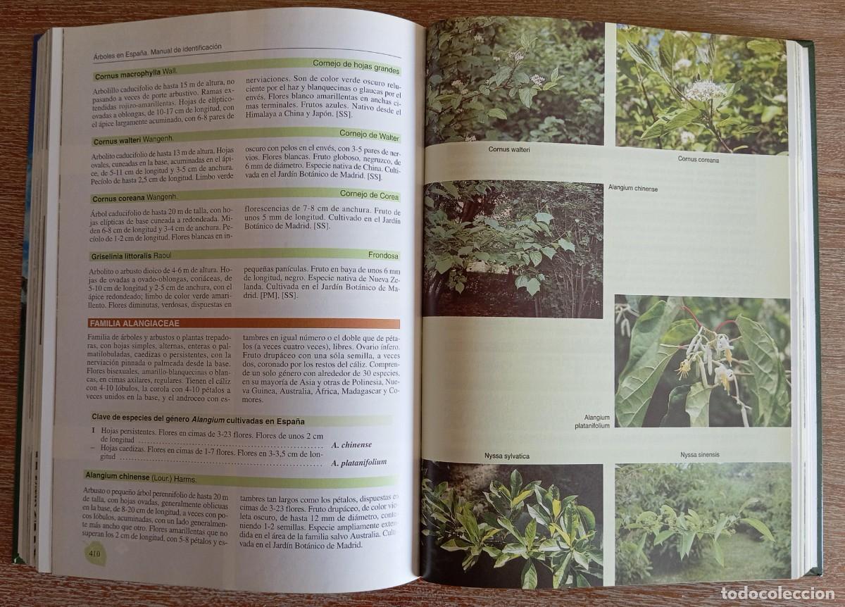 Libros antiguos: ARBOLES EN ESPA&Ntilde;A MANUAL DE IDENTIFICACION - LOPEZ LILLO - Foto 3