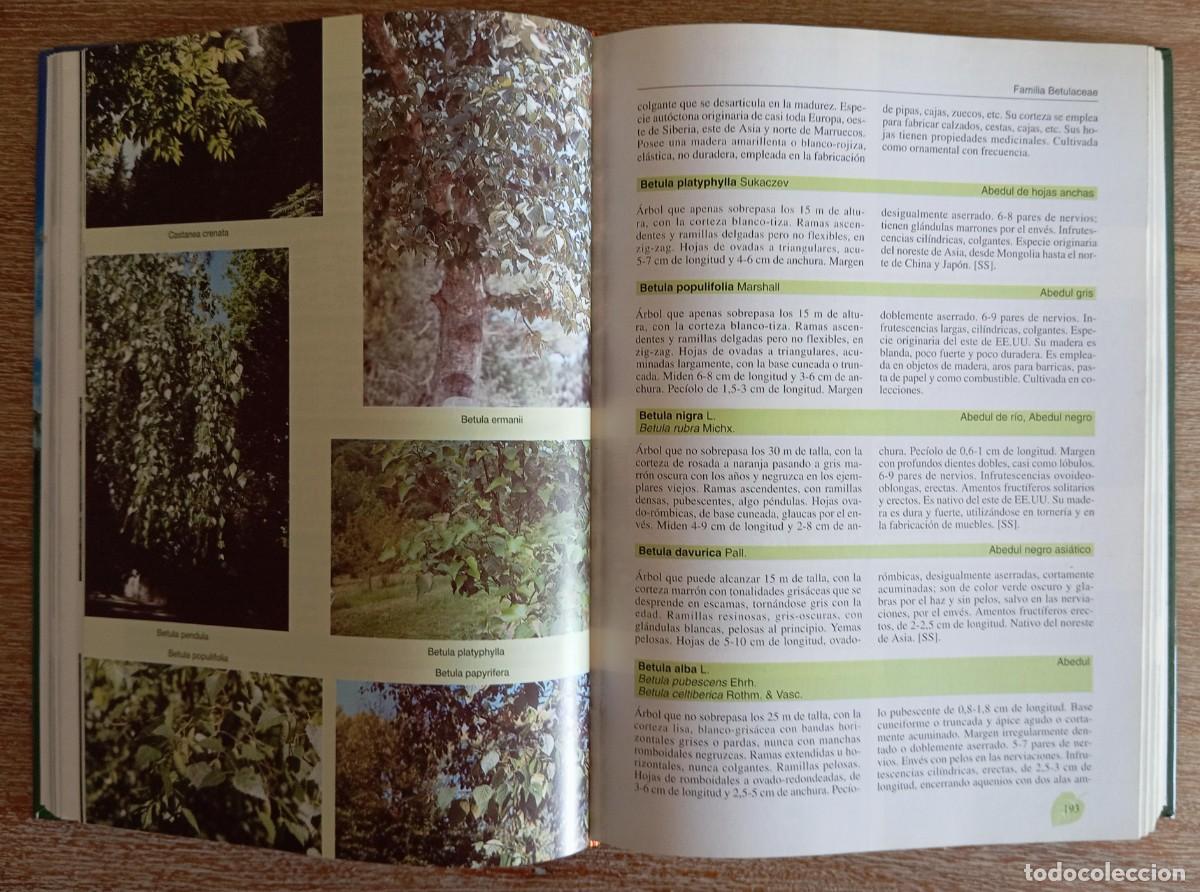 Libros antiguos: ARBOLES EN ESPA&Ntilde;A MANUAL DE IDENTIFICACION - LOPEZ LILLO - Foto 4