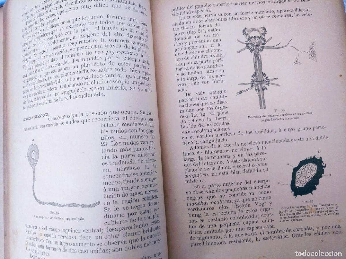 Libros antiguos: Zoolog&iacute;a. Od&oacute;n de Buen. 1890. - Foto 6