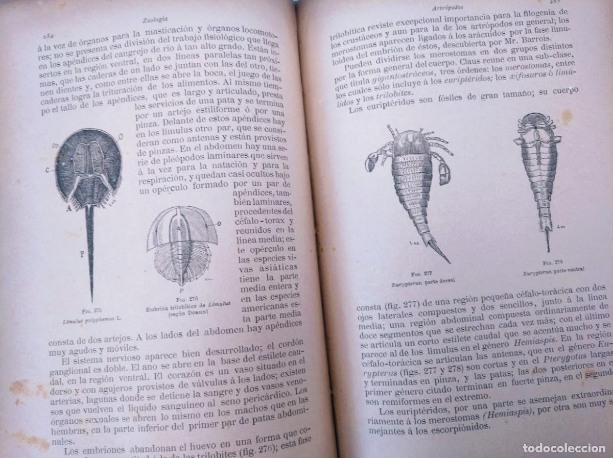 Libros antiguos: Zoolog&iacute;a. Od&oacute;n de Buen. 1890. - Foto 7