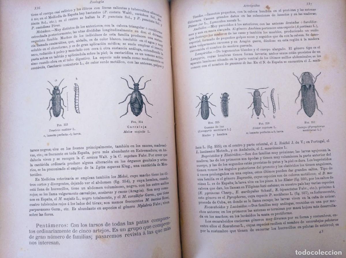 Libros antiguos: Zoolog&iacute;a. Od&oacute;n de Buen. 1890. - Foto 8